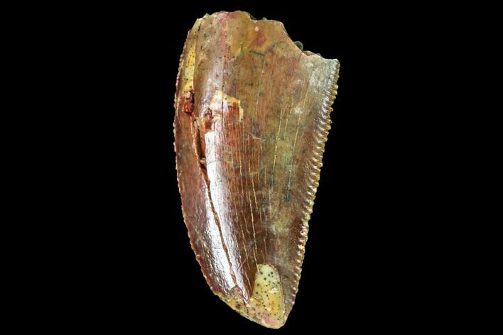 Serrated, Raptor Tooth - Real Dinosaur Tooth #98476